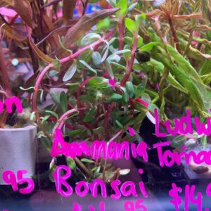 AMMANIA BONSAI- EMERSED GROWN