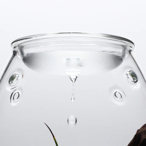 DOOA GLASS POT SHIZUKU - Image 3